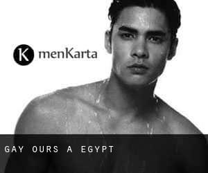 Gay Ours à Egypt